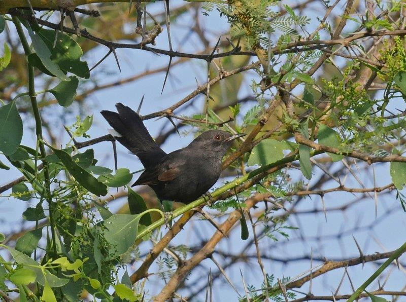 While further north we will look for Black Scrub Robin,…